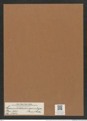 Coscinodiscus spinuliger (Grun.) Rattr. (de-Toni-Nr.: Genus 202, Species 5062) Zeichnungen Sammlung Grunow Mappe 04858 (Herbarium_W_Grunow_drawings_Folder_04858)